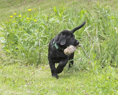 What they will be.
for videos go to anywingretrievers on youtube What they will be.
for videos go to anywingretrievers on youtube