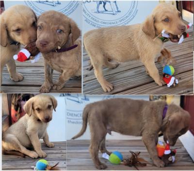 Red , Black collar females dark blue and green collar males available Red , Black collar females dark blue and green collar males available