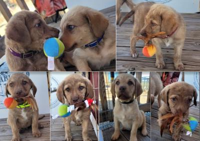 Red , Black collar females dark blue and green collar males available Red , Black collar females dark blue and green collar males available