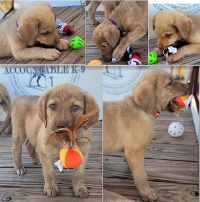Red , Black collar females dark blue and green collar males available Red , Black collar females dark blue and green collar males available