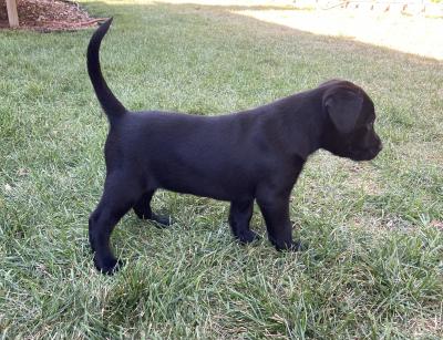 Black male Black male