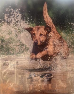 Cletus with an Stylish water entry Cletus with an Stylish water entry