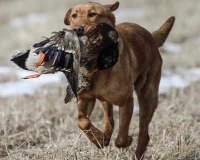 Croft during the Hunt Croft during the Hunt