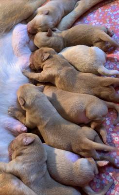 Crofts past litter Crofts past litter