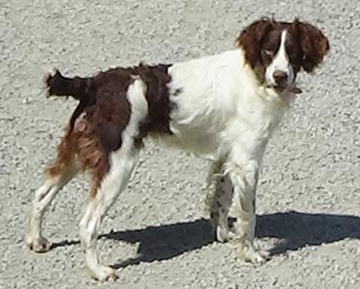 Sire: Finn Sire: Finn