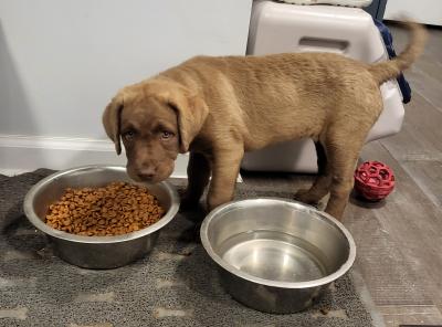 Sugar is ready to go! Vaccination records, health certificate, copy of pedigree, 1 year health guarantee, dew claws cut. Sugar is ready to go! Vaccination records, health certificate, copy of pedigree, 1 year health guarantee, dew claws cut.