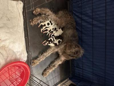 Lilly and her litter will be ready to go May 27th or 28th. Lilly and her litter will be ready to go May 27th or 28th.