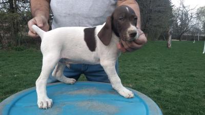 WHITE & LIVER MALE @ 8 WEEKS OLD WHITE & LIVER MALE @ 8 WEEKS OLD
