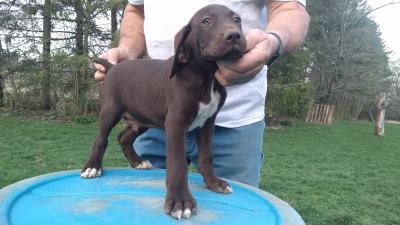 LIVER MALE @ 8 WEEKS OLD LIVER MALE @ 8 WEEKS OLD