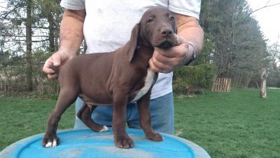 LIVER MALE @ 8 WEEKS OLD LIVER MALE @ 8 WEEKS OLD