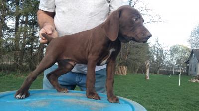 LIVER MALE @ 8 WEEKS OLD LIVER MALE @ 8 WEEKS OLD