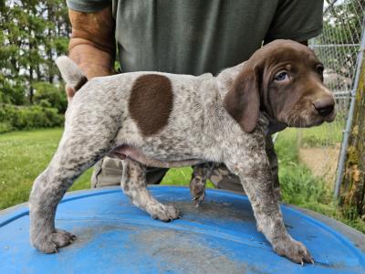 #1 FEMALE AT 4 WEEKS OLD (NOT AVAILABLE) #1 FEMALE AT 4 WEEKS OLD (NOT AVAILABLE)