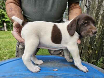 #2 FEMALE AT 4 WEEKS OLD (SOLD) #2 FEMALE AT 4 WEEKS OLD (SOLD)