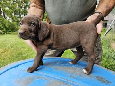 #3 FEMALE AT 4 WEEKS OLD (SOLD) #3 FEMALE AT 4 WEEKS OLD (SOLD)