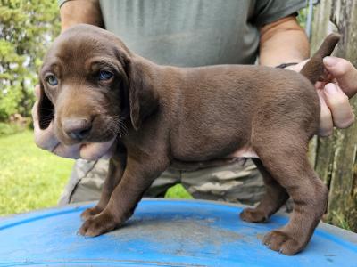 #4 MALE AT 4 WEEKS OLD (AVAILABLE $800) #4 MALE AT 4 WEEKS OLD (AVAILABLE $800)