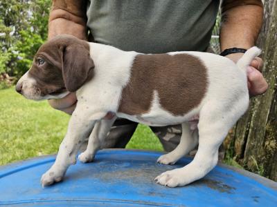 #5 MALE AT 4 WEEKS OLD (SOLD) #5 MALE AT 4 WEEKS OLD (SOLD)