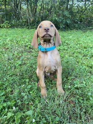 Male 2: Blue collar. 11.5 week old male available. Male 2: Blue collar. 11.5 week old male available.