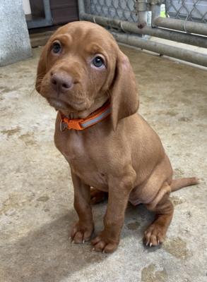 Cam puppy Cam puppy