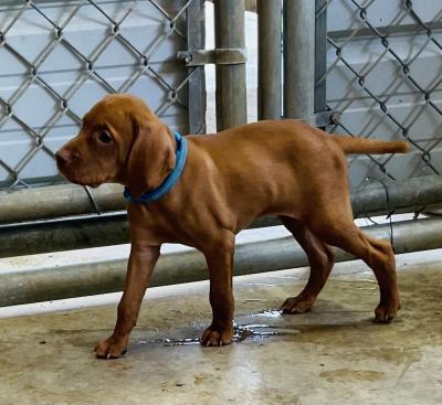 Cam puppy Cam puppy