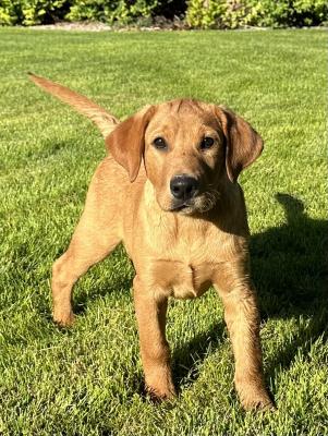 Copper 5 month old male D.O.B. 04/25/2023 Copper 5 month old male D.O.B. 04/25/2023