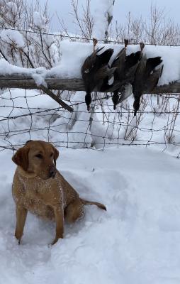 Dam - Molly Duck Hunt
Dam - Molly Duck Hunt