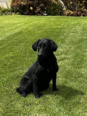 Trapper Black lab male 15 months Trapper Black lab male 15 months