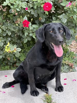 Trapper Black lab male 15 months Trapper Black lab male 15 months