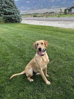 Blaze 1 year old yellow male Blaze 1 year old yellow male
