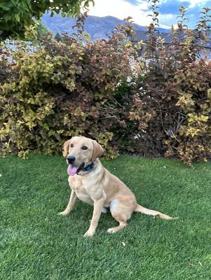 Blaze 1 year old yellow male Blaze 1 year old yellow male