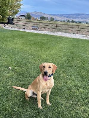 Blaze 1 year old yellow male Blaze 1 year old yellow male