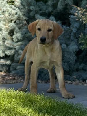 Bella yellow female Bella yellow female