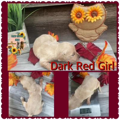 Dark Red Girl (runt)
2 week weight 1.3lbs Dark Red Girl (runt)
2 week weight 1.3lbs