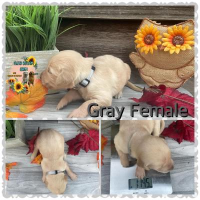 Grey Girl
2 week weight 1.14 lbs Grey Girl
2 week weight 1.14 lbs
