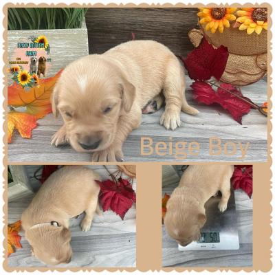 Beige Boy SOLD
2 week weight 2.5lbs Beige Boy SOLD
2 week weight 2.5lbs