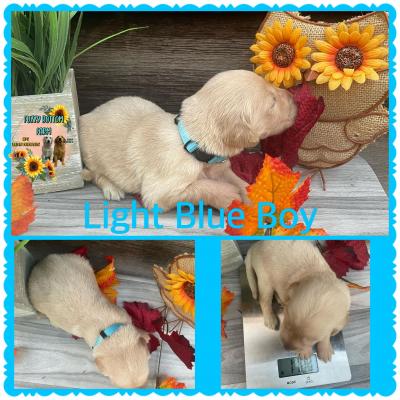 Light blue boy
2 week weight 1.10 lbs Light blue boy
2 week weight 1.10 lbs