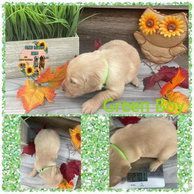 Green boy
2 week weight 2.10 lbs Green boy
2 week weight 2.10 lbs