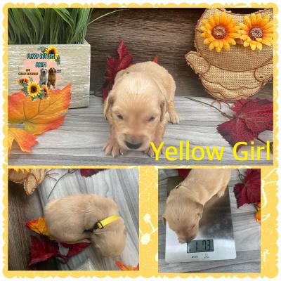 Yellow girl
2 week weight 1.7 lbs Yellow girl
2 week weight 1.7 lbs