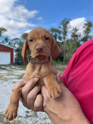 Sadie's White Female Puppy Sadie's White Female Puppy