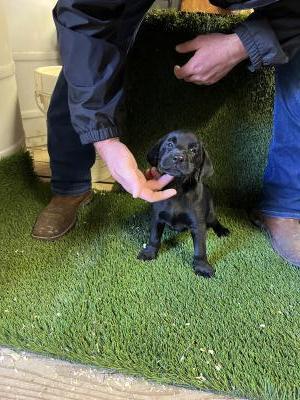 Black Female pup Black Female pup