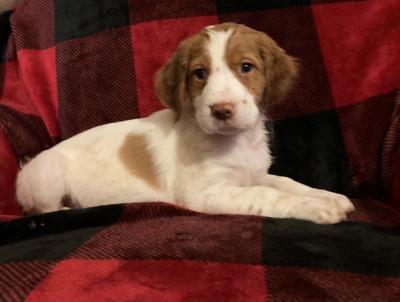 Male #3 - 7 weeks