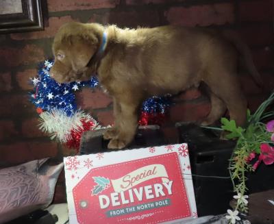 teal male now 22 lbs at 9 weeks teal male now 22 lbs at 9 weeks
