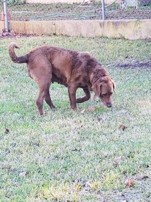 sire side Thompsons Bertha grandmother sire side Thompsons Bertha grandmother
