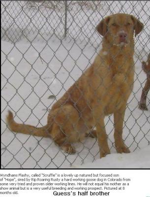 sires side great grandfather
Wyndhams Flashy (8 months old) sires side great grandfather
Wyndhams Flashy (8 months old)