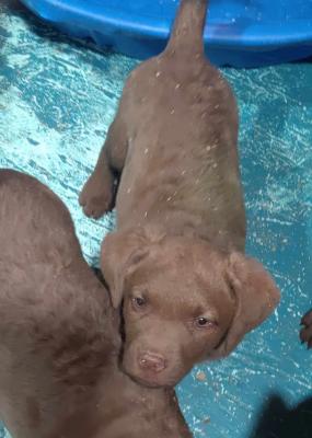 turquoise female getting very pretty 9 weeks turquoise female getting very pretty 9 weeks