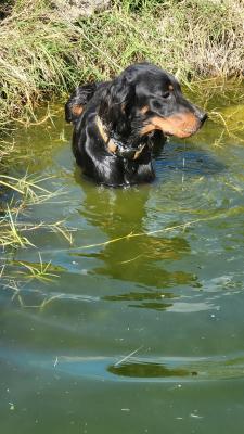 Previous pup from same breeding Previous pup from same breeding