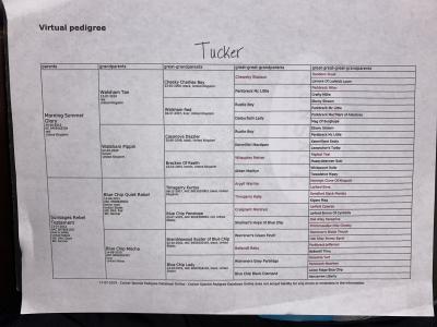 Dam Pedigree Dam Pedigree