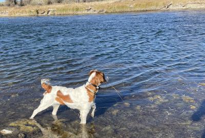 AKC Freckles On Mudge expecting May 1 AKC Freckles On Mudge expecting May 1