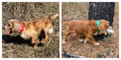 Dam, “Honey” & Sire, “Max” Dam, “Honey” & Sire, “Max”