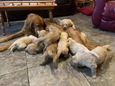 Ginger and her puppies Ginger and her puppies