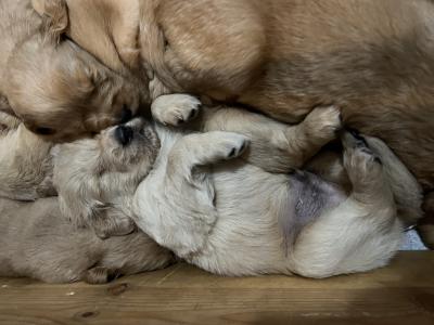 Puppy pile Puppy pile